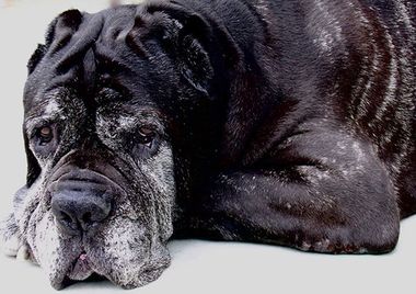 Elderly Mastiff