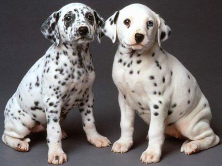 Two sweet Dalmatians