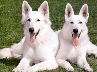 Two dogs happily free of dog fleas