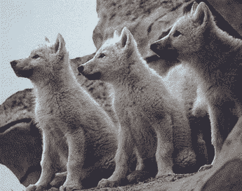 Wolf pups, your dog's ancestor.