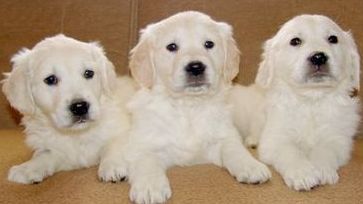 Three Retriever Puppys