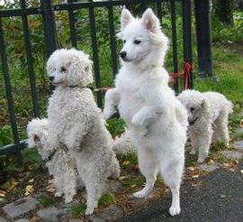 Amazing Dancing dogs