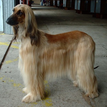 Beautiful Afghan Hound