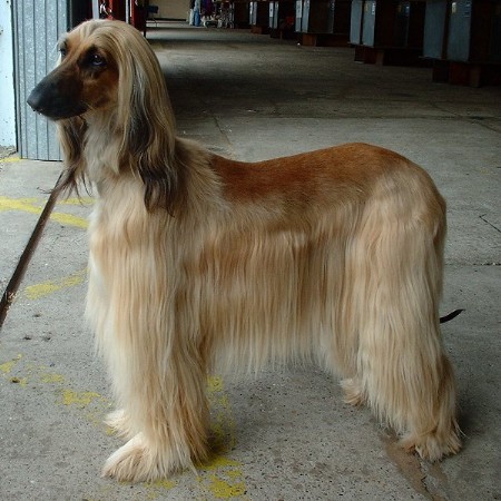 Beautiful Afghan Hound