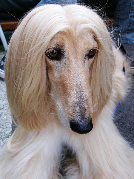 Portrait of an Afghan Hound