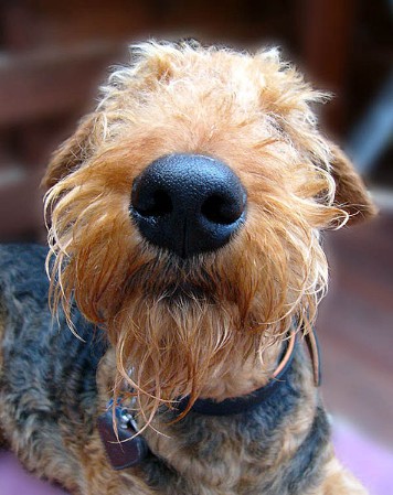 Airedale Terrier-What a beauty! 