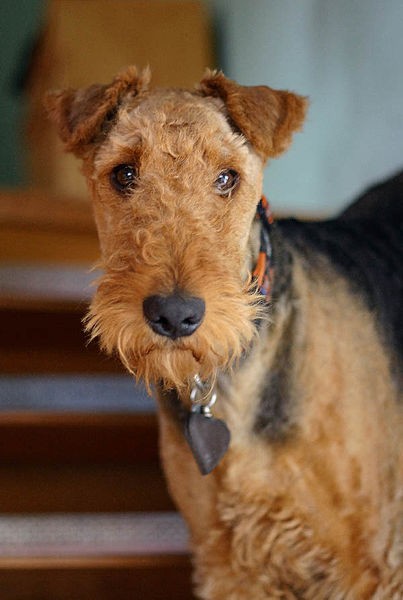 Airedale Terrier portrait.