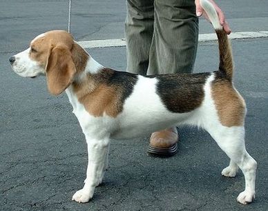 Beautiful Beagle