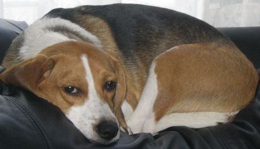 Curled up and comfortable Beagle