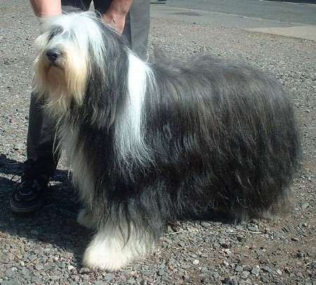 Beautiful Bearded Collie