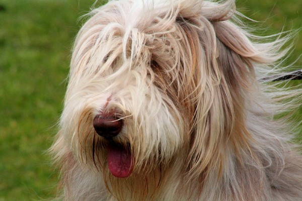 Bearded Collie portrait 