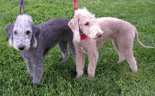 Pair of Bedlington Terriers. 