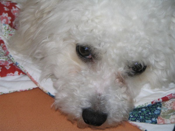 Bichon Frise puppy.