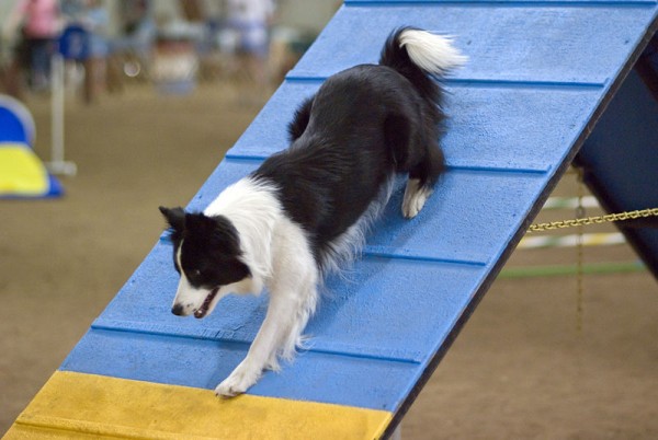 Border Collie on an agility course. 