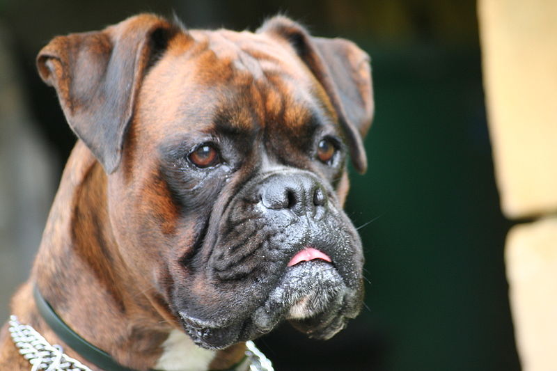 Portrait of a Boxer dog. 