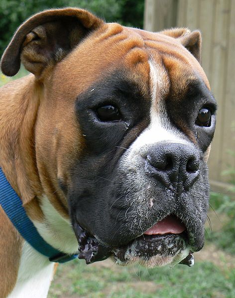 Beautiful Boxer dog.