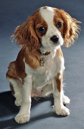 prince charles cavalier puppies