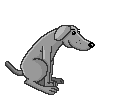 Grey dog