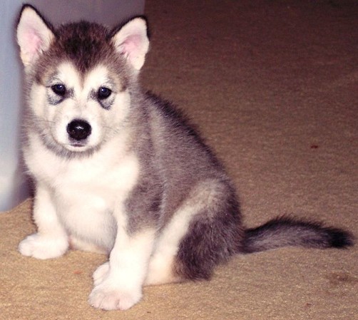 Alaskan Malamute Puppy