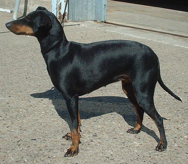 A very alert Manchester Terrier 