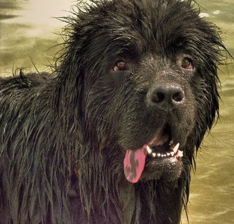 Portrait of a Newfoundland 