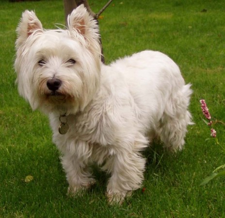 Loyal and brave West Highland White Terrier 