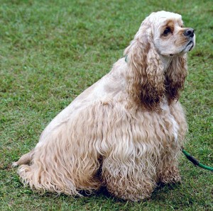 Portrait of an American Cocker Spaniel 