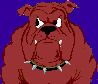 A very angry Bulldog