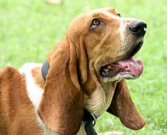 Basset Hound