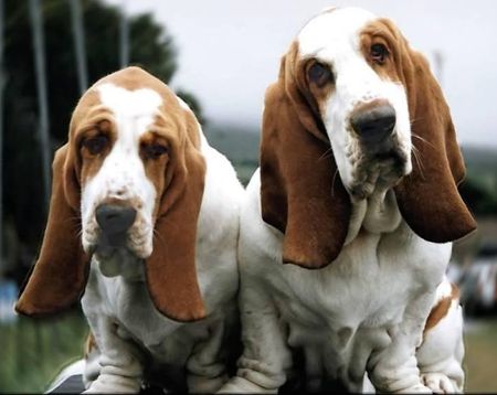 Two Basset Hounds