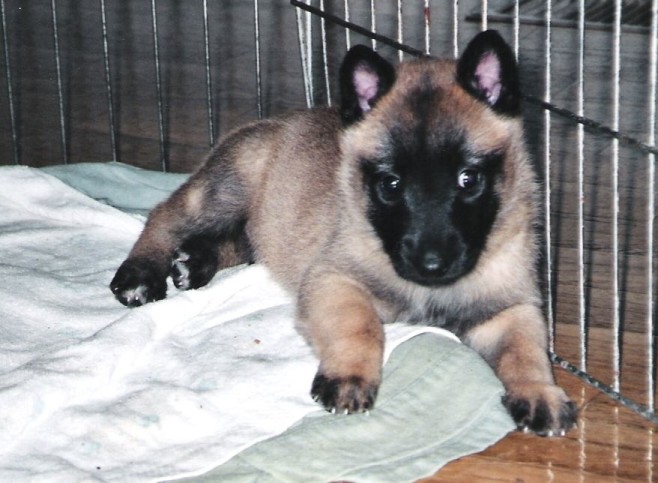 Crate training a puppy