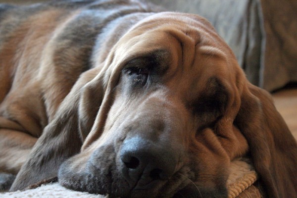 Beautiful Bloodhound 