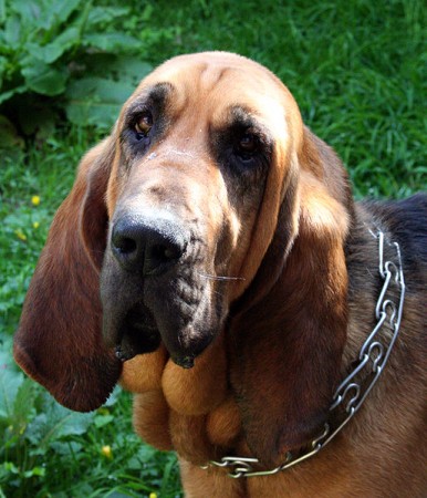 Portrait of a beautiful Bloodhound.
