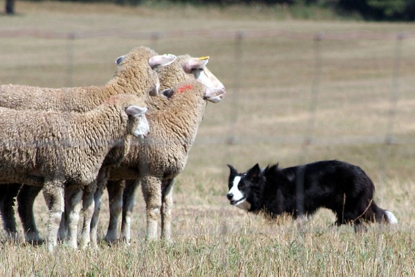 Border Collie in control of sheep.