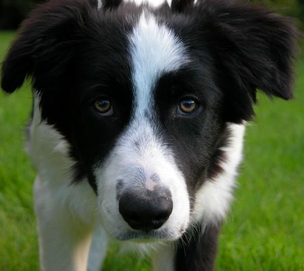 Border Collie trying to Find a Vet!