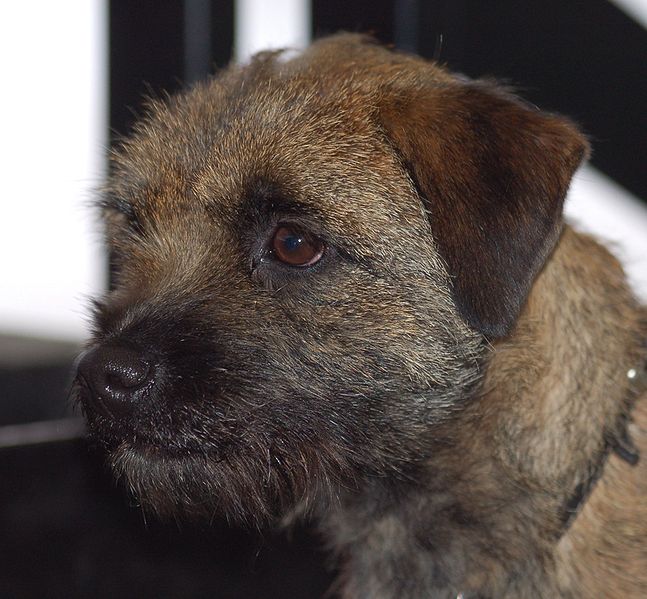 Portrait of a  beautiful Border Terrier 