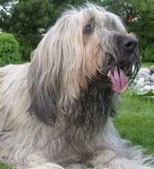 Beautiful Briard