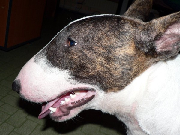 Bull Terrier portrait 