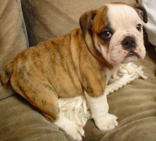 Bulldog puppy