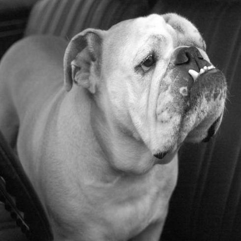 russian bulldog breed