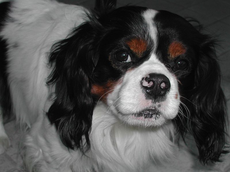 Cavalier King Charles Spaniel portrait 