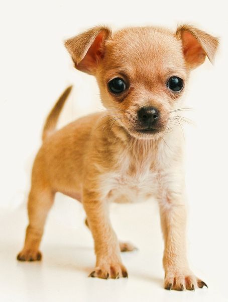 Chihuahua puppy--Aaaahh!
