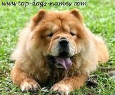 chow chow names chinese