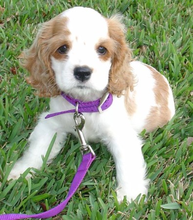 American Cocker Spaniel puppy-Aaah