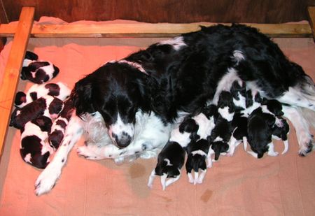 Collie and puppies--free from dog worms?