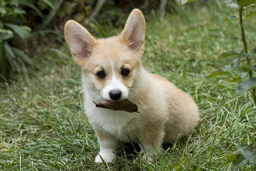 Corgi puppy