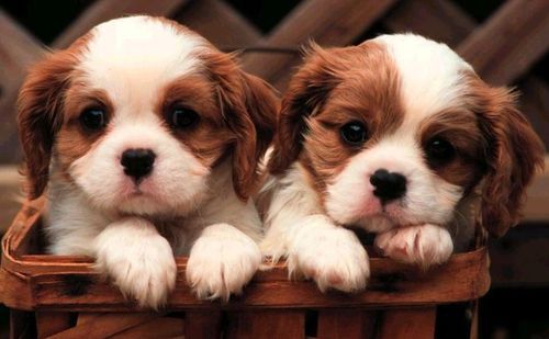 Cute little puppies