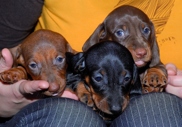 Dachshund puppies-Aahhh