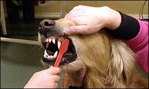 Dog loving having it's teeth brushed