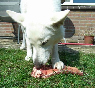 Dog and bone